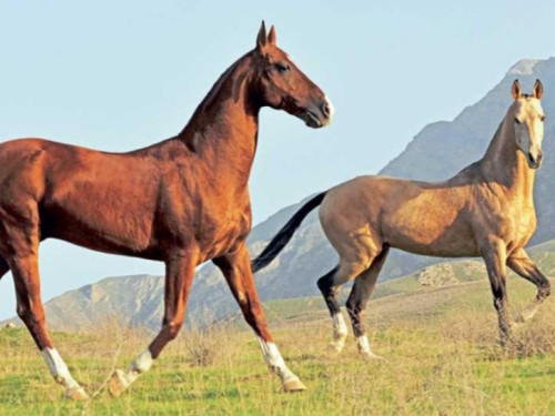 Türkmen bedewiniň milli b...